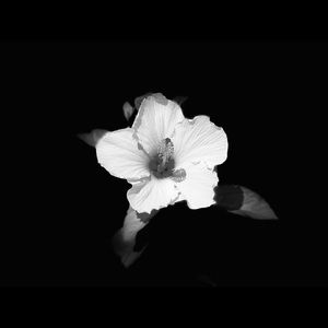 Meet your Posher, Savannah